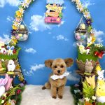 初めてご来店　トイプードル　王子くん　PV動画あり